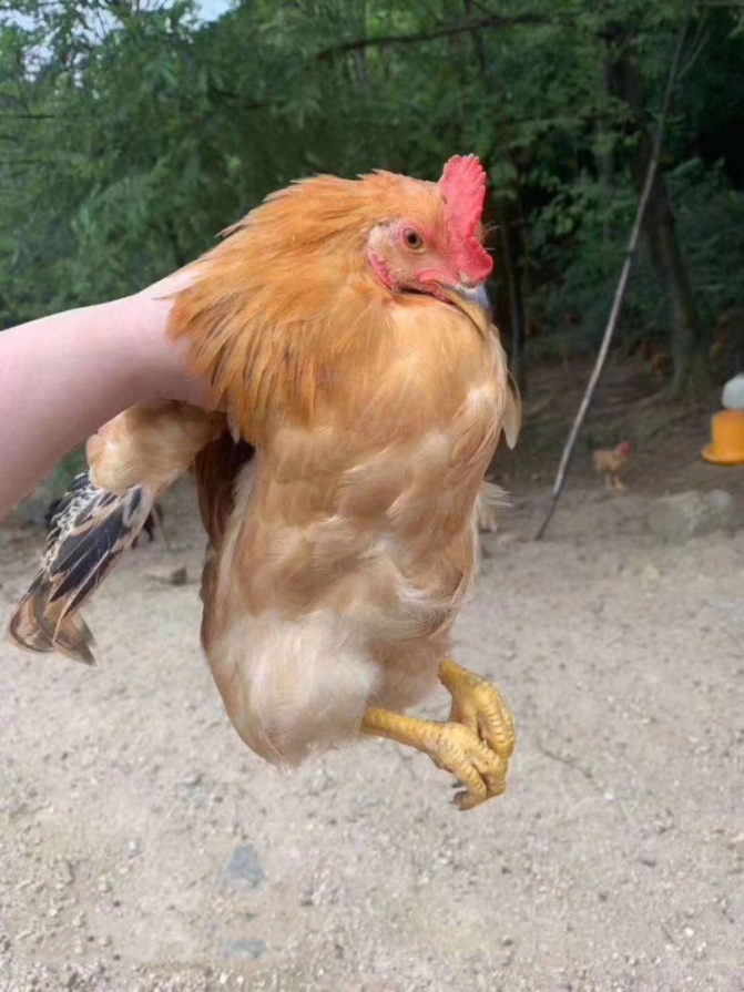 【产地直销 九华山老母鸡】268元/2只,每只净重2.