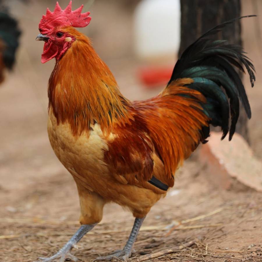 【产地直销 九华山大公鸡】158元/只,净重3.