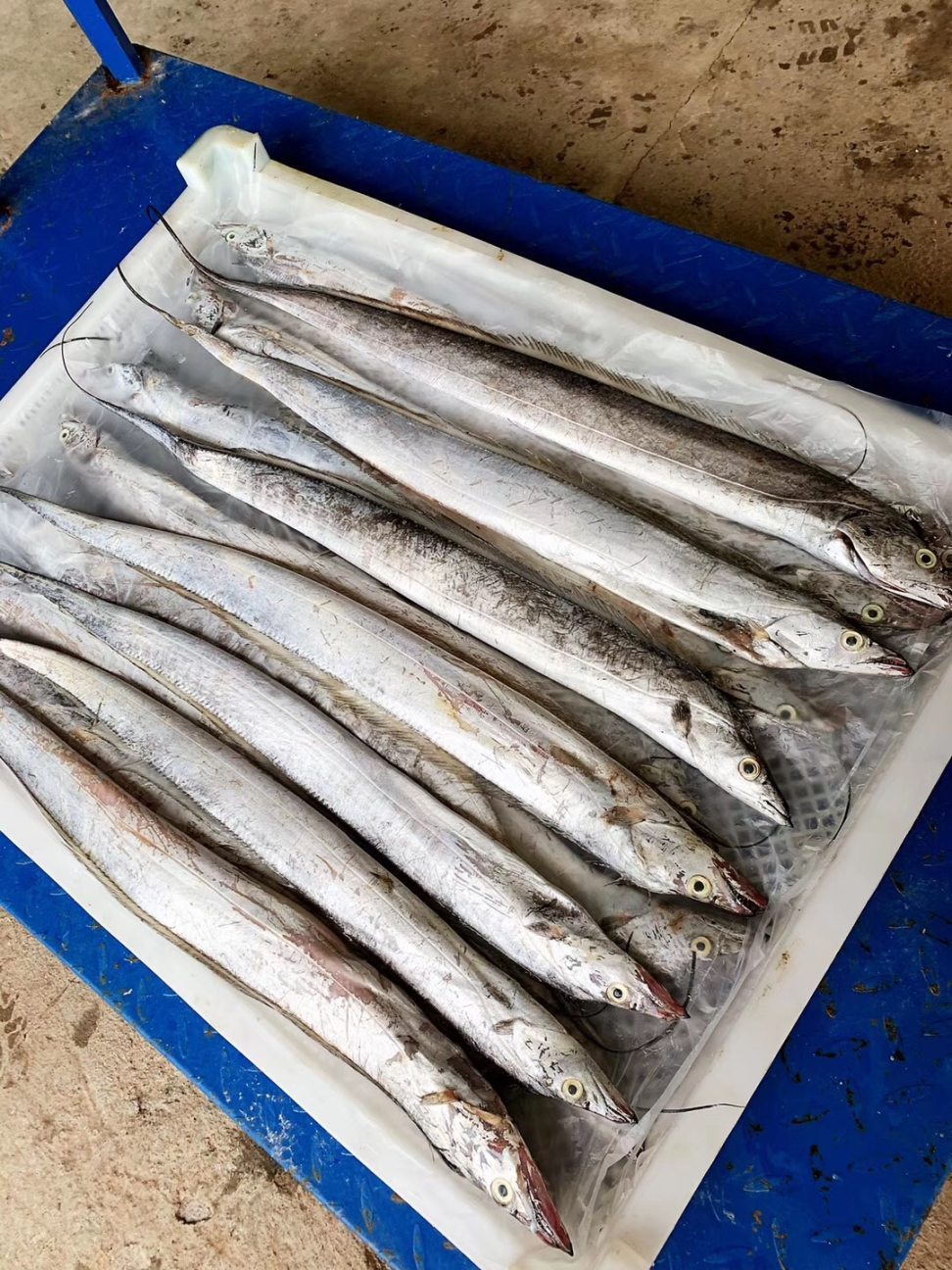 【正宗吕四野生带鱼】5斤装215元,6-7两/条,开水蒸5分钟,肥嫩多汁活浦