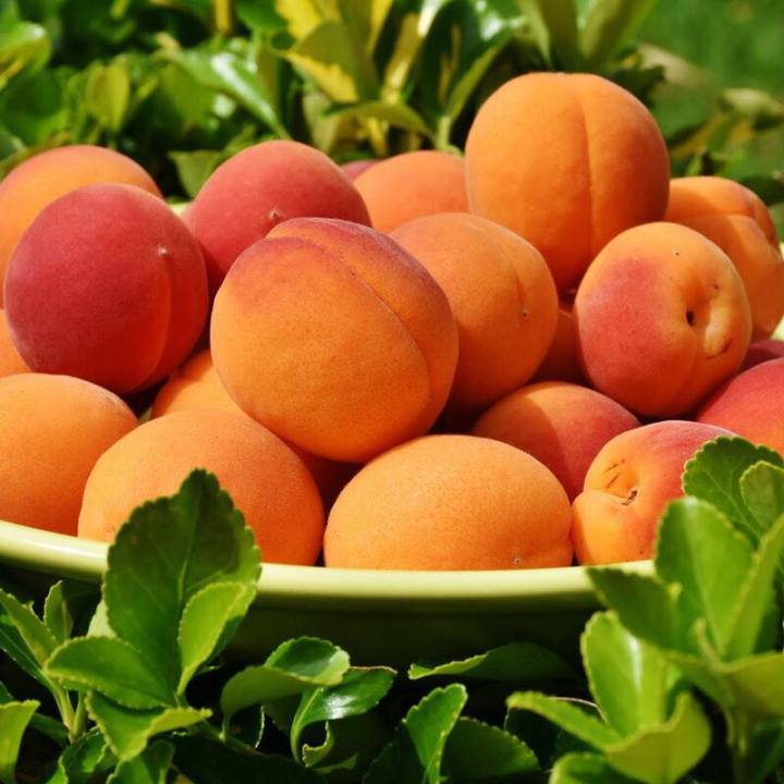 【当季水果】陕西新采摘红杏5斤装,超香甜超多汁,杏仁也能吃