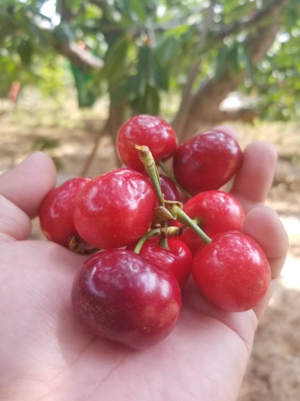 【产地直销,青岛大泽山红灯樱桃】155元/5斤,约22-28mm,质细汁多,酸甜