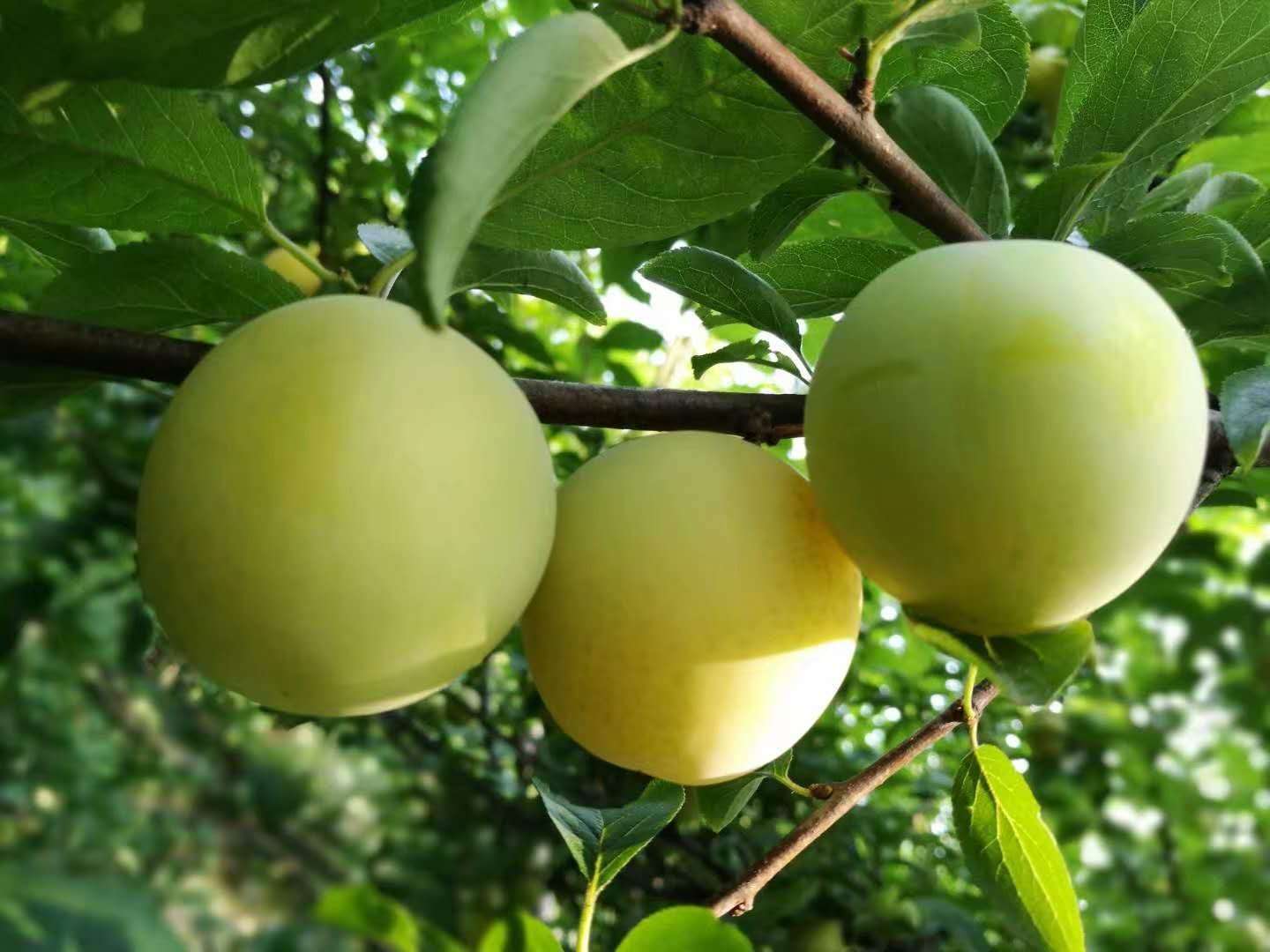 旅游产品导航 更多