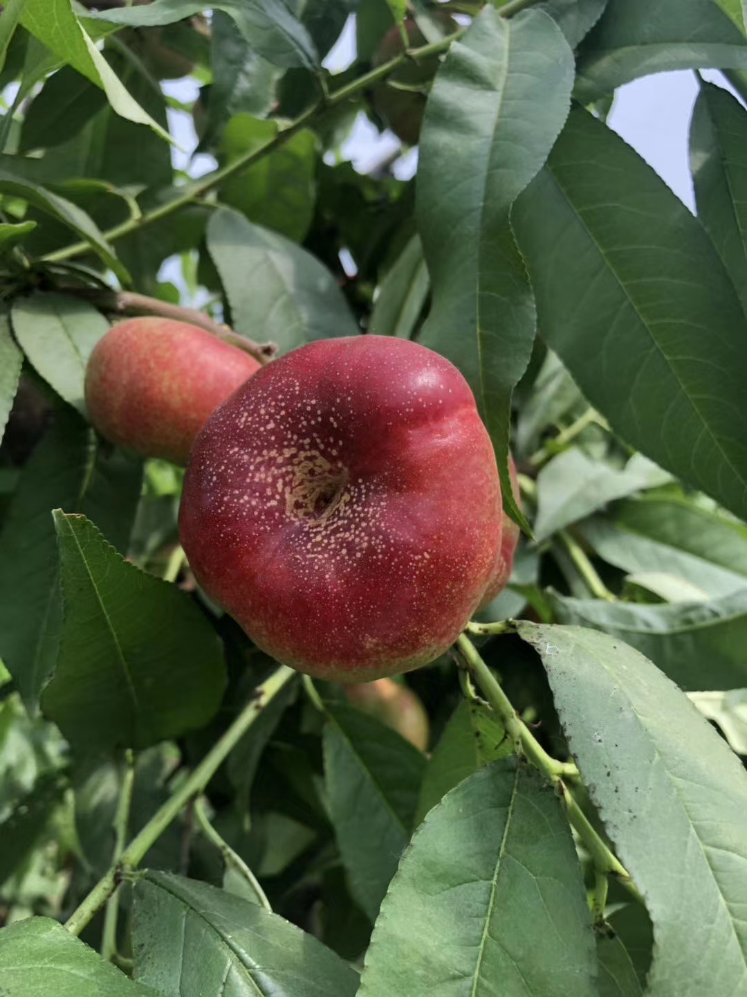 【产地直销 大荔王母油蟠桃】现摘现发,汁液丰富,风味浓甜,果香浓郁