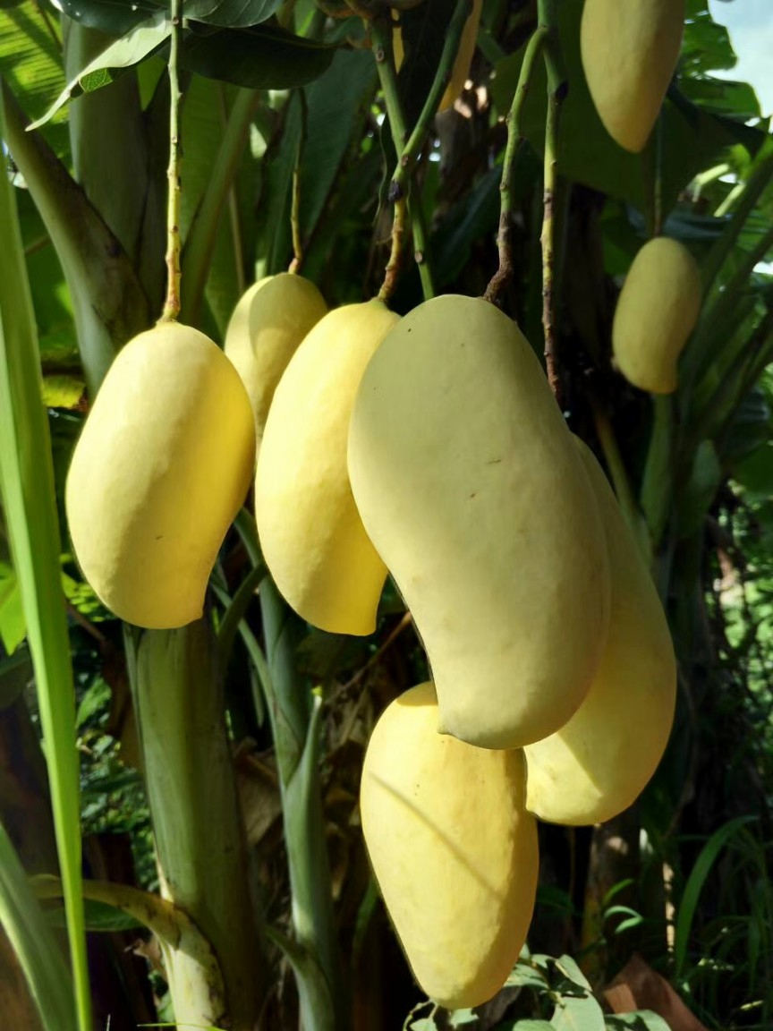 秒杀!【丽江芒果 鹰嘴芒】5元/3斤 热带水果国王,蕴含丰富的营养,每位