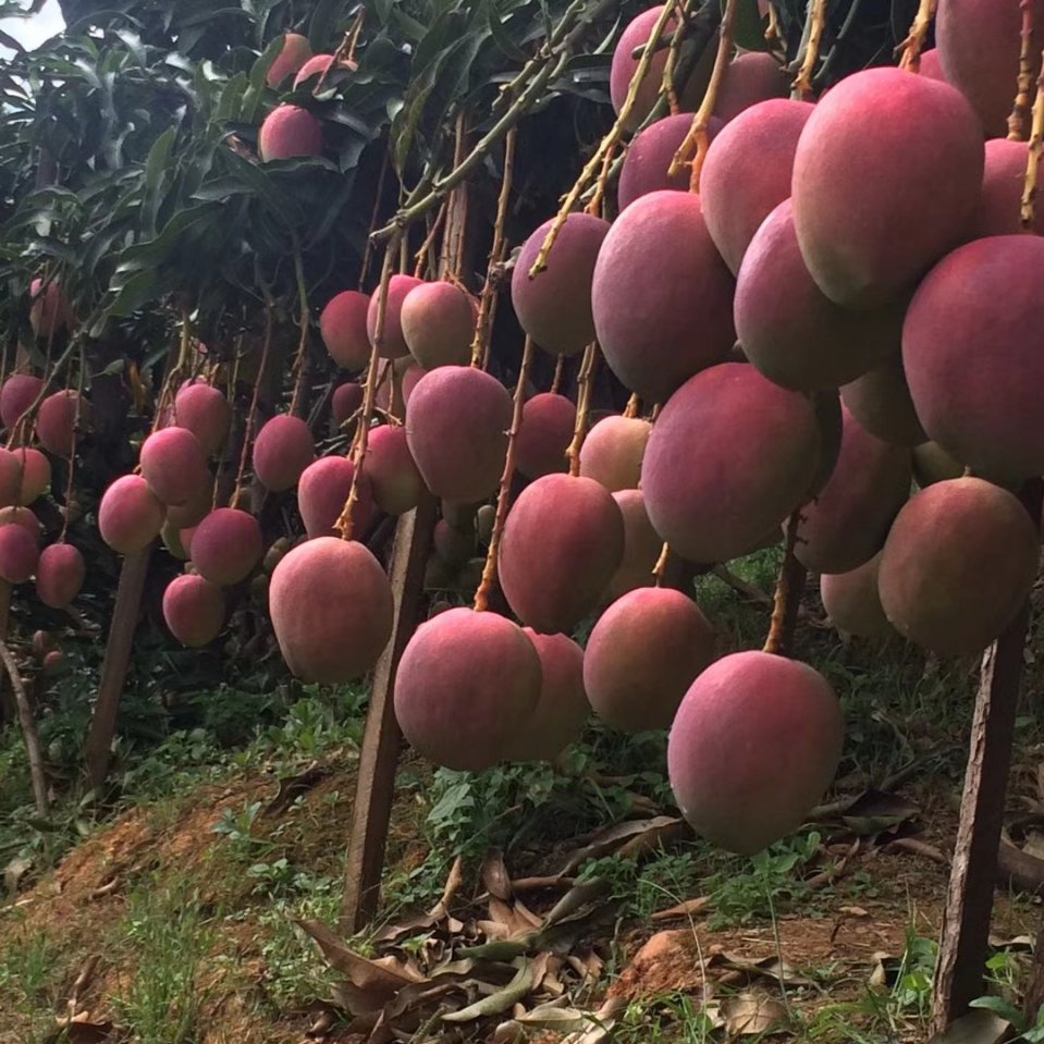 【云南丽江 圣心芒果】79元/8斤 精品礼盒包装,甜度高,口感细腻,皮薄