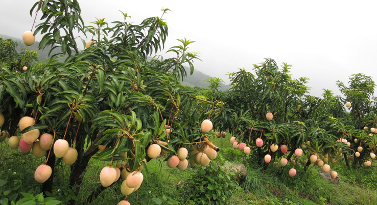 【云南丽江 圣心芒果】79元/8斤 精品礼盒包装,甜度高,口感细腻,皮薄