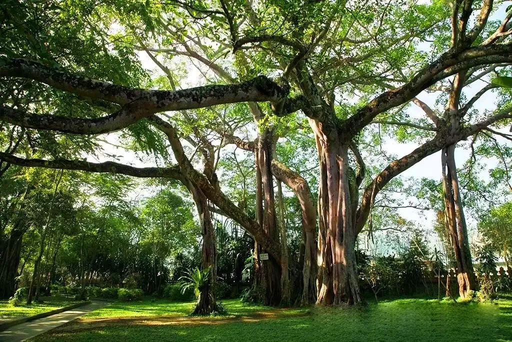 昆明,芒市,瑞丽,腾冲—温泉美食之旅6日游(纯玩0购