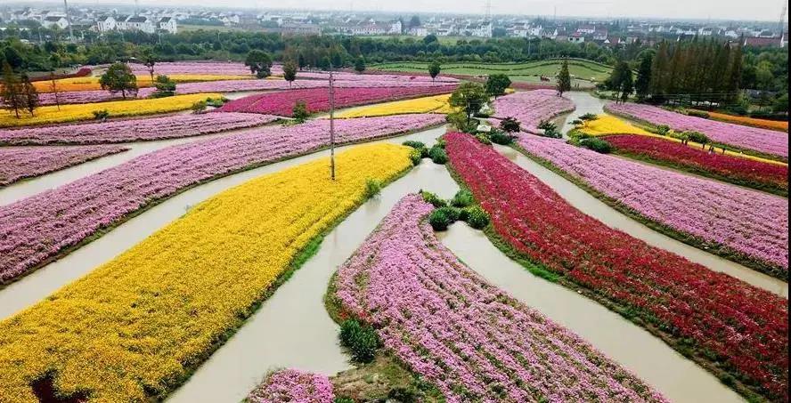 枫泾花开海上生态园图片