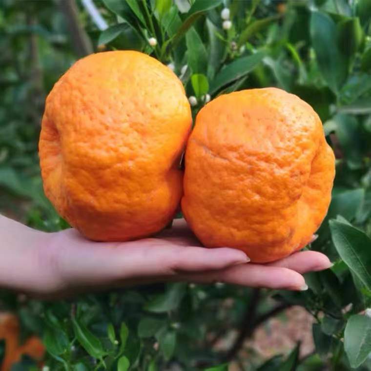 【云南宾川椪柑】5斤中果(22-24个装)新鲜橘子现摘现发产地直发纯甜爆