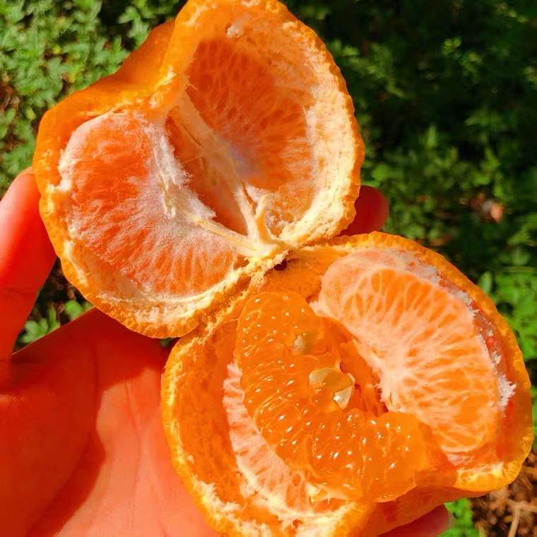 【云南宾川椪柑】5斤中果(22-24个装)新鲜橘子现摘现发产地直发纯甜爆