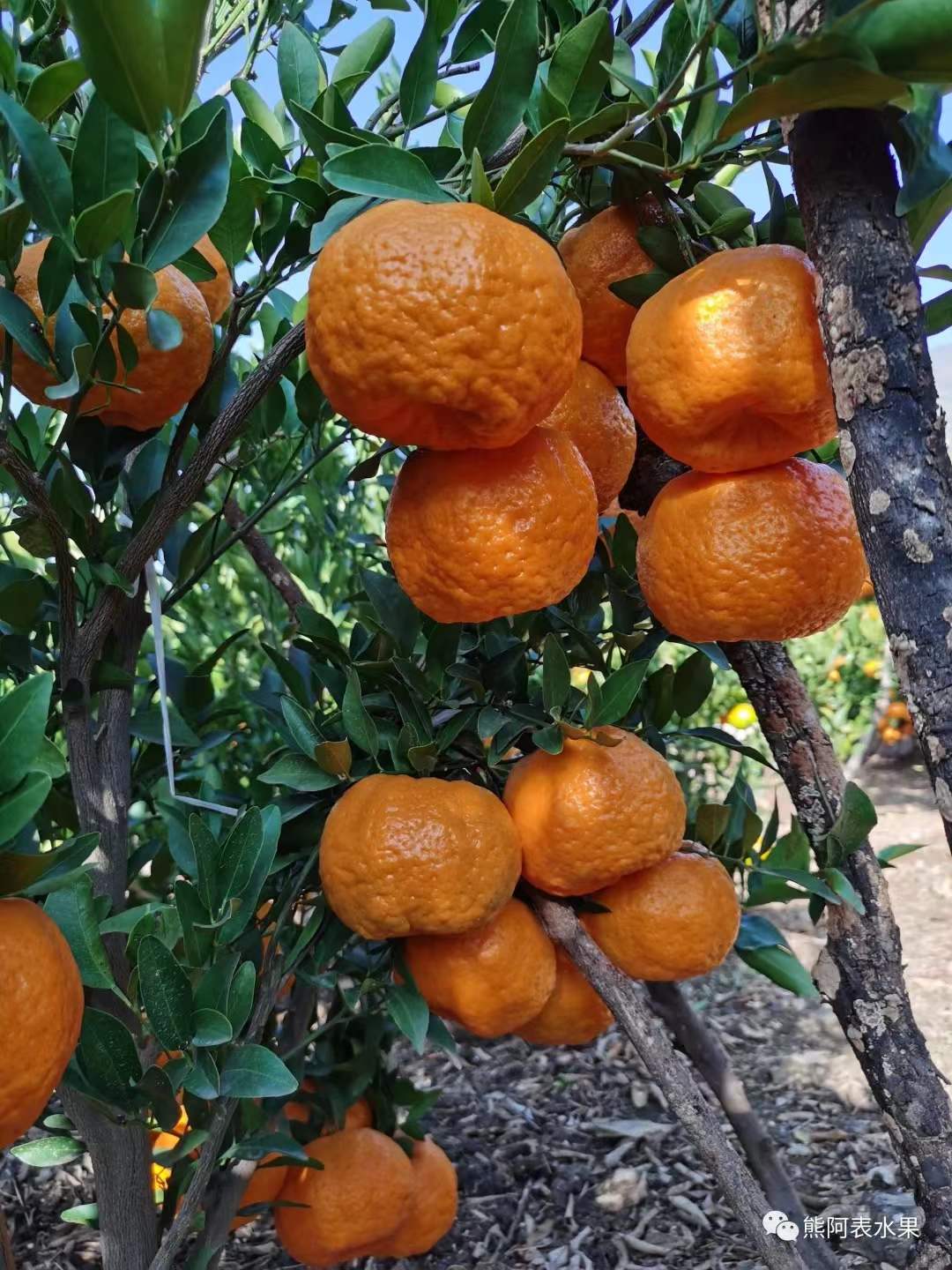 【云南宾川椪柑】5斤中果(22-24个装)新鲜橘子现摘现发产地直发纯甜爆
