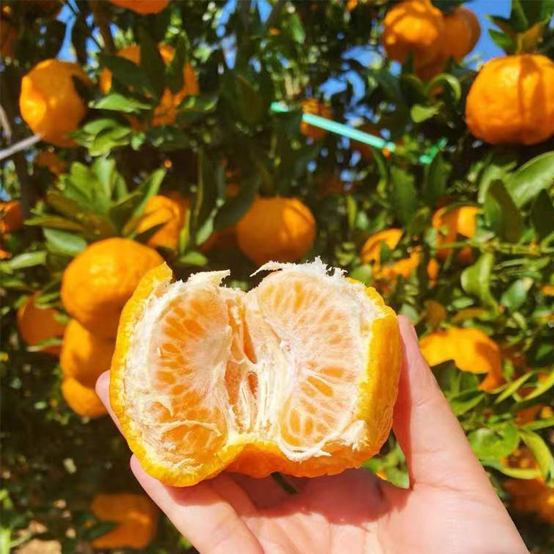 【云南宾川椪柑】6.